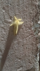 Artaxa guttata