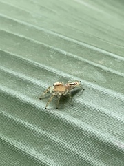 Thyene coccineovittata