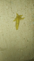 Artaxa guttata