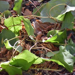 Hedera algeriensis