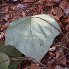 Hedera algeriensis