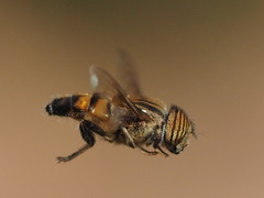 Eristalinus