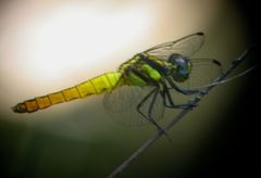 Lyriothemis