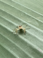 Thyene coccineovittata