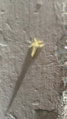 Artaxa guttata