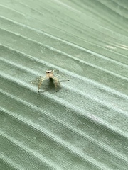 Thyene coccineovittata