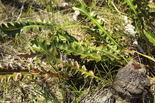 Image of Banksia gardneri by (c) Em Lamond, some rights reserved (CC BY)