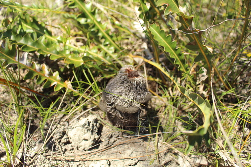 Image of Banksia gardneri by (c) Em Lamond, some rights reserved (CC BY)