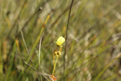 Drosera sulphurea