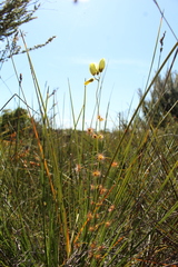 Drosera sulphurea