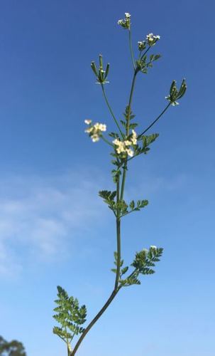 Chaerophyllum tainturieri var. tainturieri