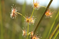 Drosera sulphurea