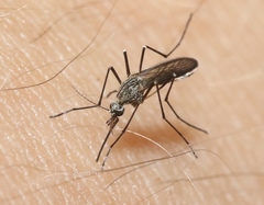 Aedes muelleri
