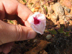 Ipomoea bathycolpos