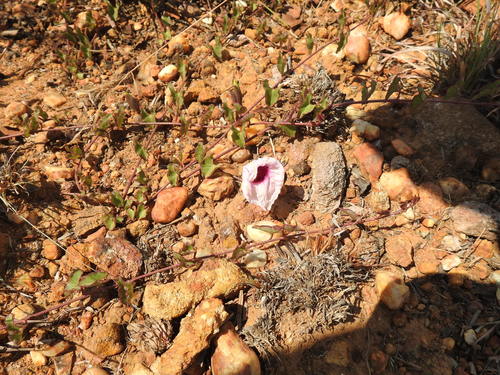 Image of Ipomoea bathycolpos by (c) Matthew Fainman, some rights reserved (CC BY)