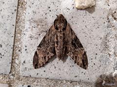 Psilogramma discistriga