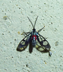 Poecilosoma eone