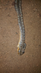 Psammophis brevirostris
