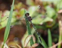 Macrothemis capitata