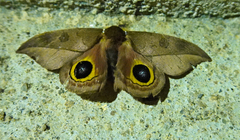 Automeris melanops