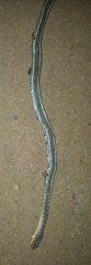 Psammophis brevirostris