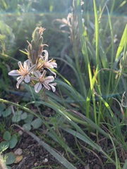 Trachyandra hirsutiflora