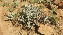 Euphorbia schinzii