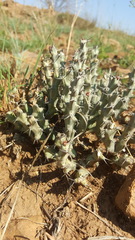 Euphorbia schinzii