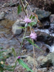 Cirsium microspicatum microspicatum