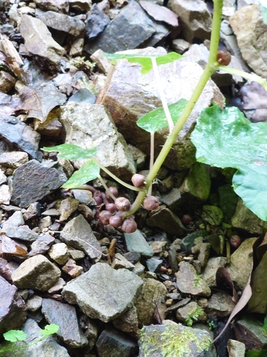 Image of Laportea bulbifera by (c) WATANABE Hitoshi 渡辺仁, some rights reserved (CC BY)