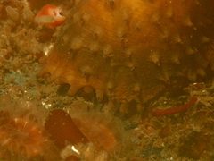 Apostichopus parvimensis