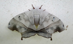 Dysdaemonia brasiliensis