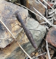 Geomantis larvoides