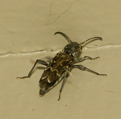 Xylotrechus nauticus