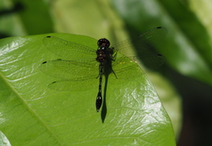 Macrothemis declivata