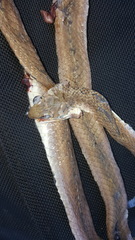 Psammophis brevirostris