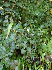 Camellia sinensis
