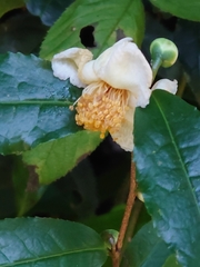 Camellia sinensis