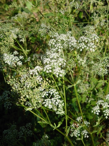 Image of Ostericum sieboldii by (c) WATANABE Hitoshi 渡辺仁, some rights reserved (CC BY)