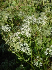 Ostericum sieboldii