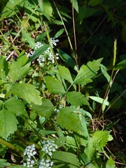 Ostericum sieboldii