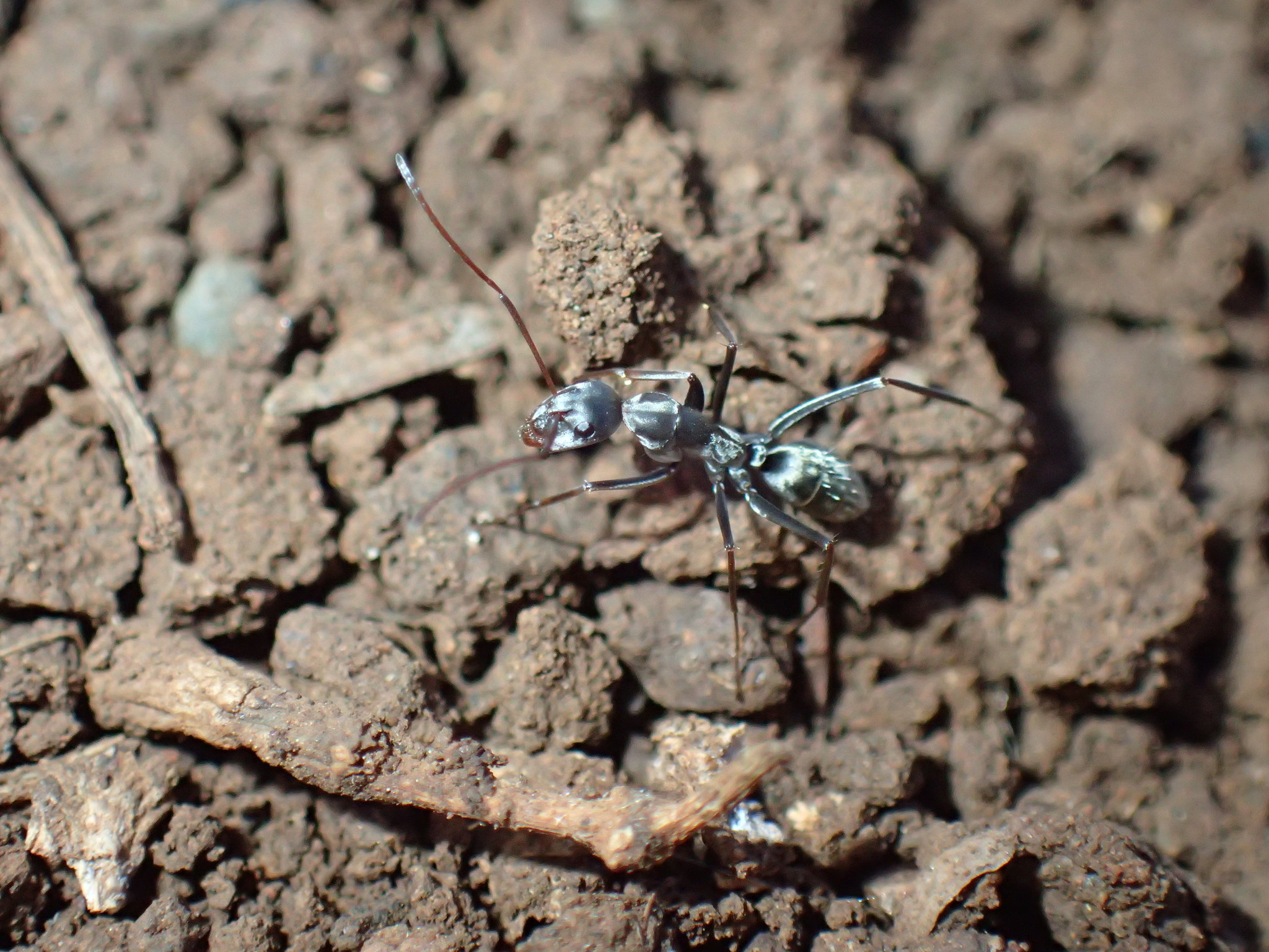 Camponotus vestitus