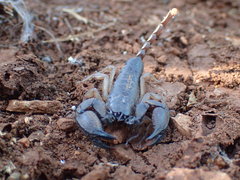 Opisthacanthus validus