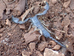 Opisthacanthus validus