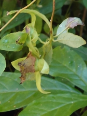 Codonopsis lanceolata