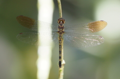 Macrothemis hemichlora