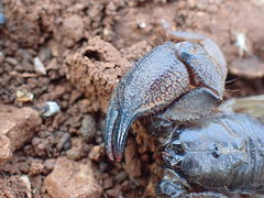 Opisthacanthus validus