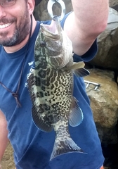 Mycteroperca microlepis