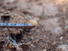 Opisthacanthus validus