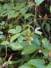 Codonopsis lanceolata